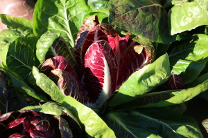 Radicchio Treviso Precoce