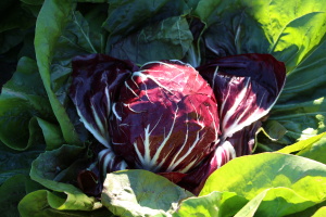 Radicchio Chioggia Rosso