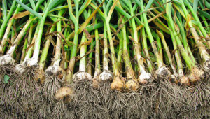 Aglio