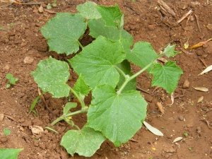 Cetriolo