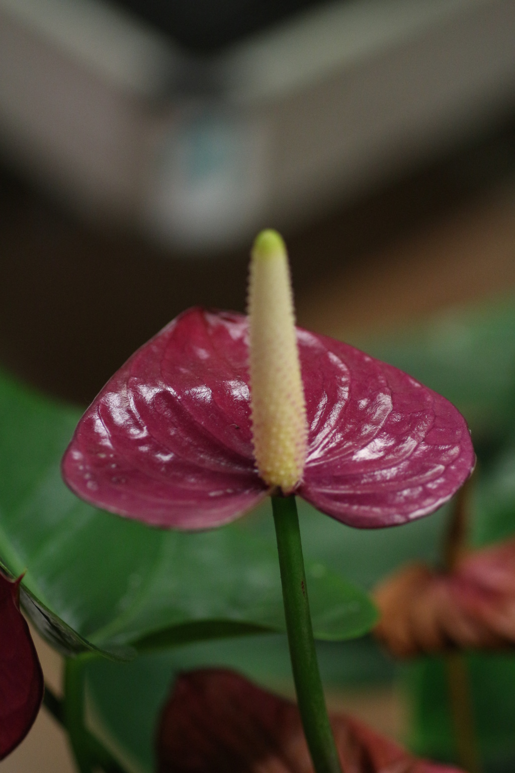 Anthurium Brontevivai It