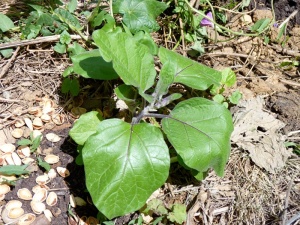Melanzana