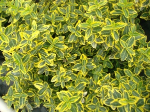 Euonymus