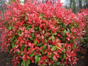 Photinia 2